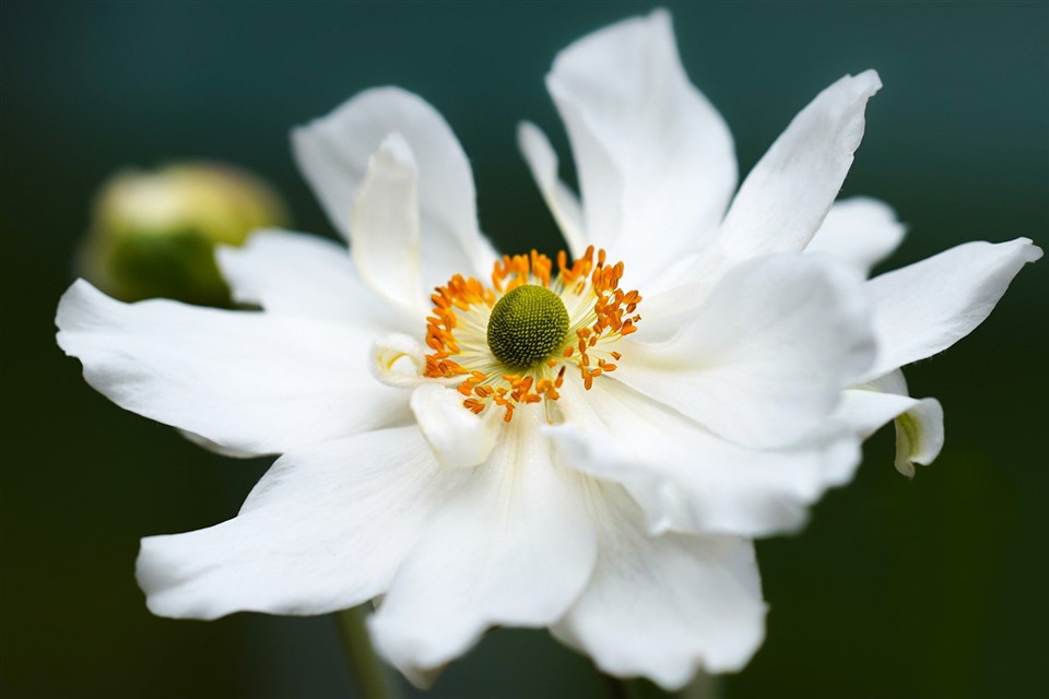 Anemone Flower White jigsaw puzzle