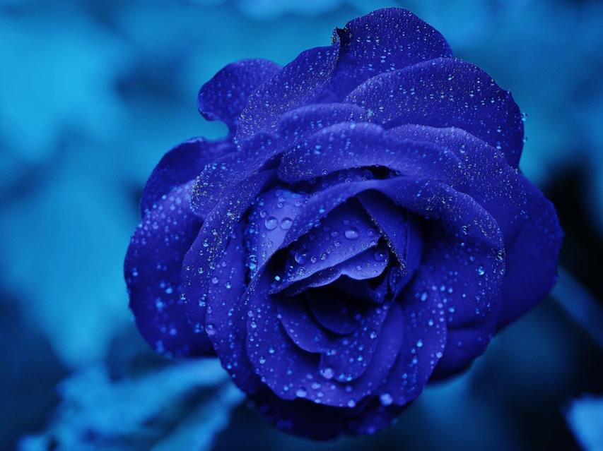 Blue Rose jigsaw puzzle