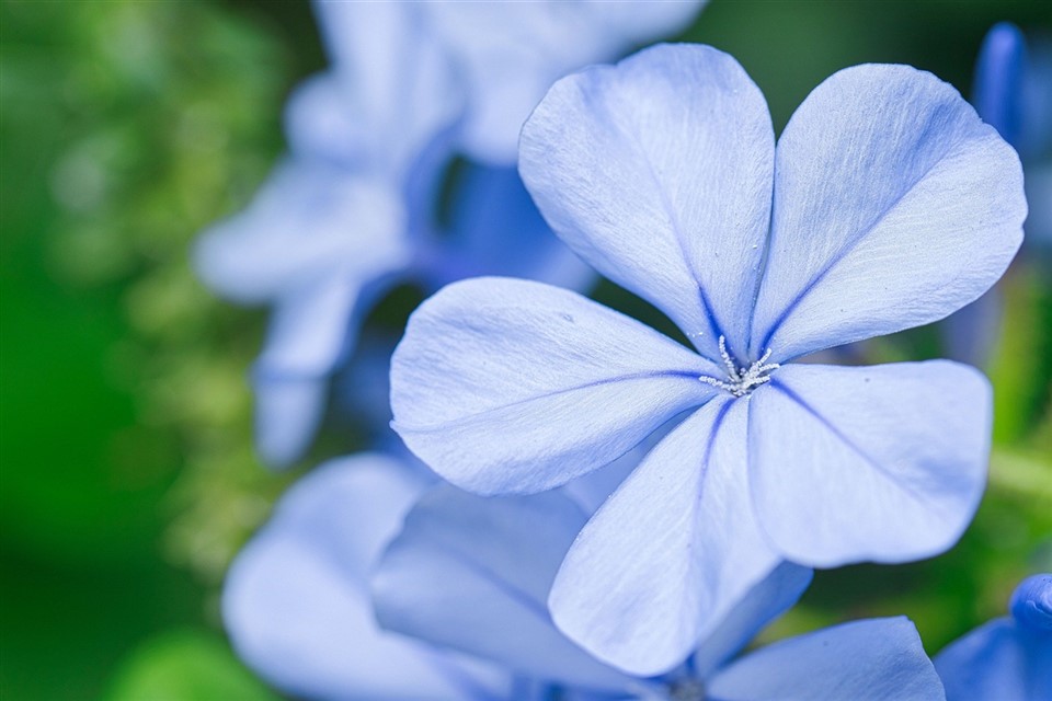 Blue petals flower jigsaw puzzle