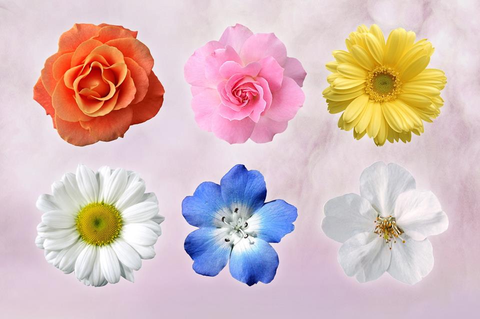 Six Different Roses jigsaw puzzle