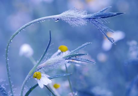 Chamomile jigsaw puzzle