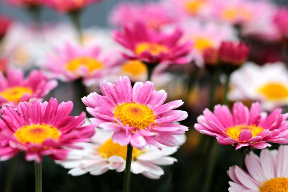 Colorful Flowers jigsaw puzzle