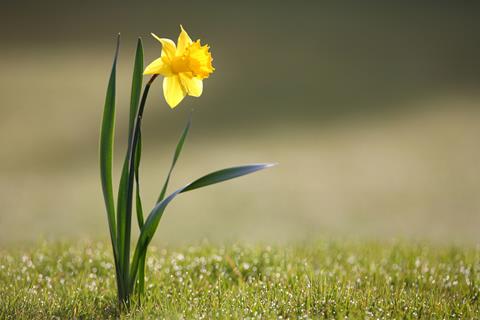 Daffodil jigsaw puzzle
