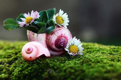 Daisies In The Shell jigsaw puzzle