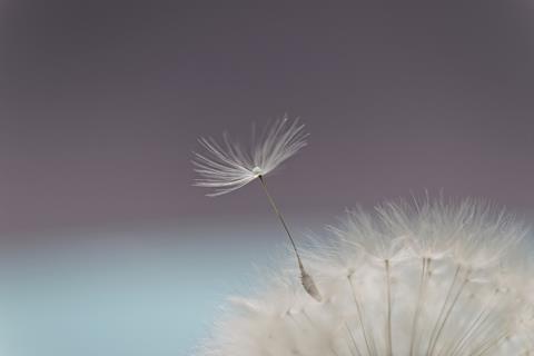 Dandelion Flower jigsaw puzzle