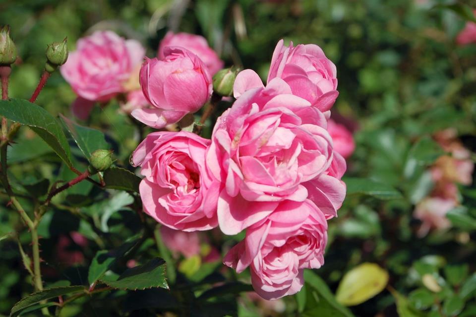 Eight Roses jigsaw puzzle