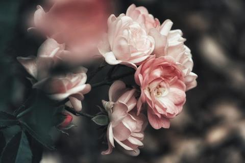 Faded Roses jigsaw puzzle
