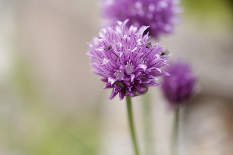 Flies On Chives Flower jigsaw puzzle