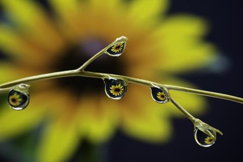 Flower Seen Through Water Drops jigsaw puzzle