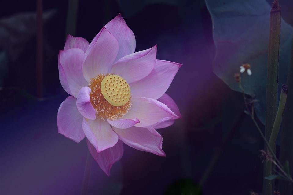 Flower Lotus Zen jigsaw puzzle