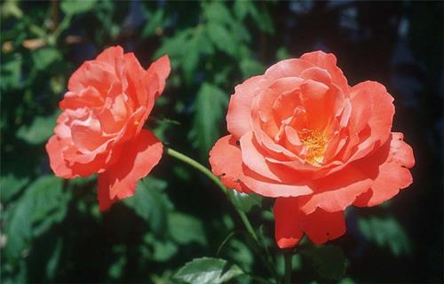 Pinkish-Red Rose jigsaw puzzle