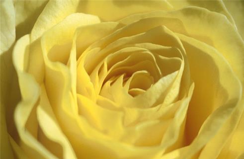 Yellow Rose jigsaw puzzle