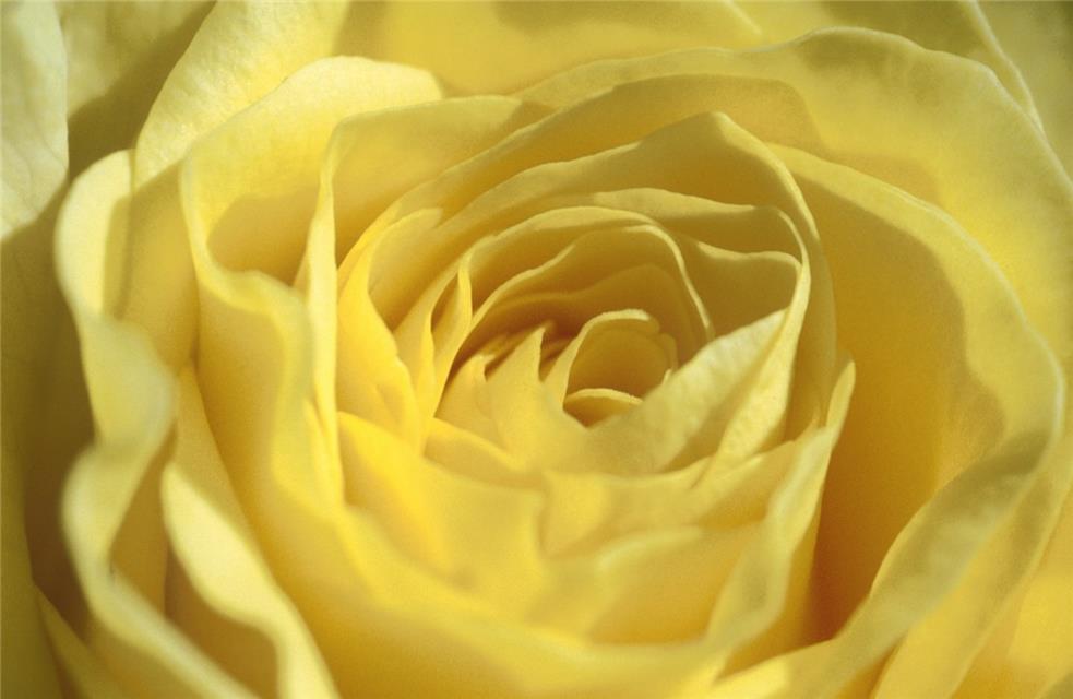 Yellow Rose jigsaw puzzle