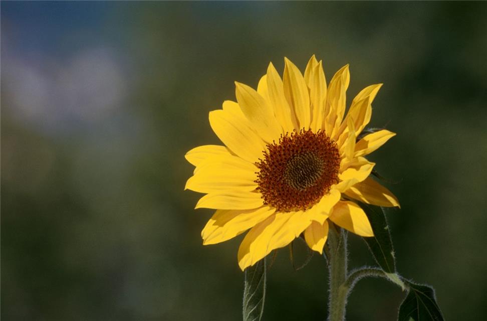 Sunflower  jigsaw puzzle