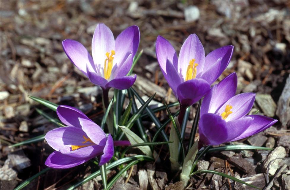 Flowers 004 jigsaw puzzle