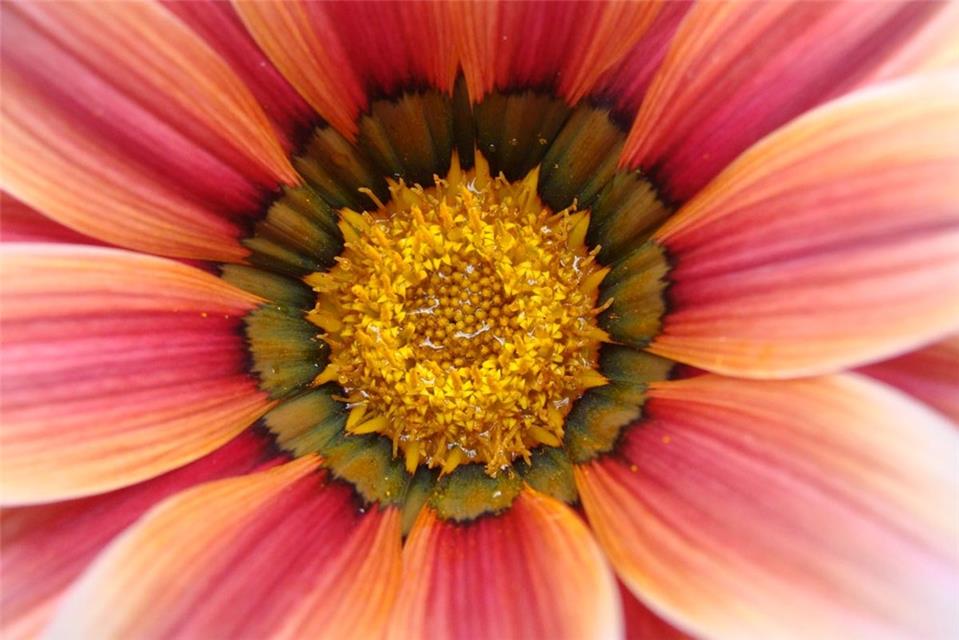 Daisy Flower jigsaw puzzle