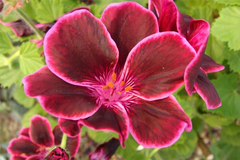 Purple Flower jigsaw puzzle