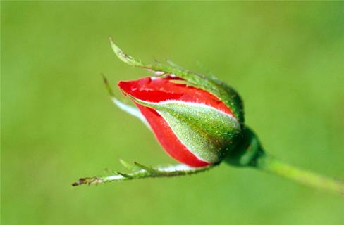 Red Rose Bud jigsaw puzzle