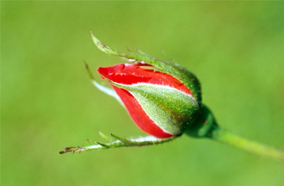 Red Rose Bud jigsaw puzzle