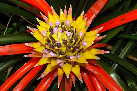 A Yellow Flower jigsaw puzzle