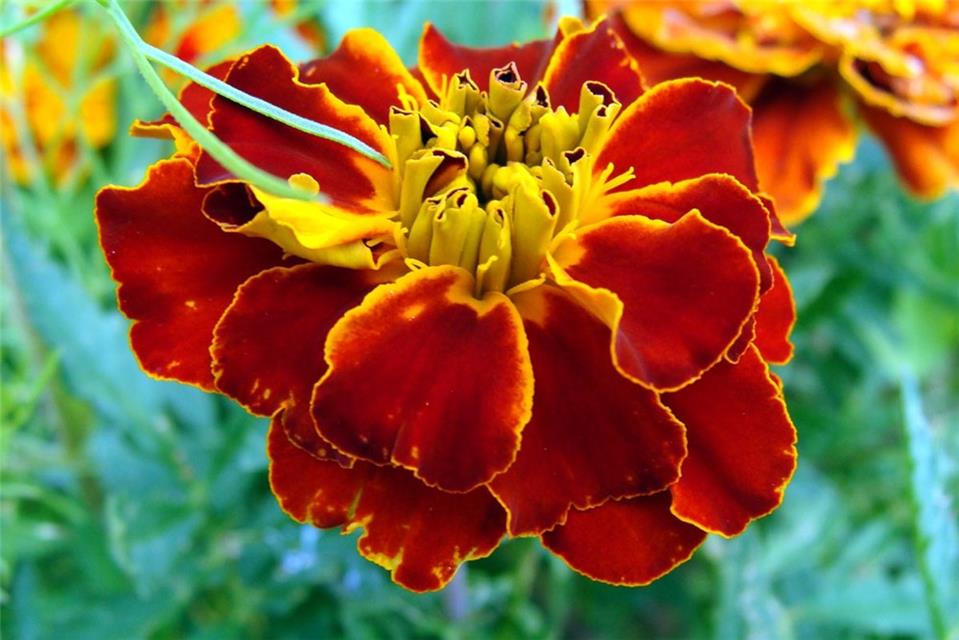 Marigold jigsaw puzzle