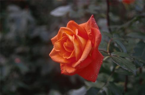 Orange Rose jigsaw puzzle