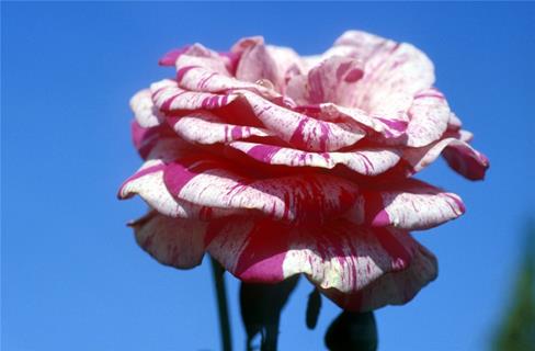 Hybrid Tea Rose jigsaw puzzle