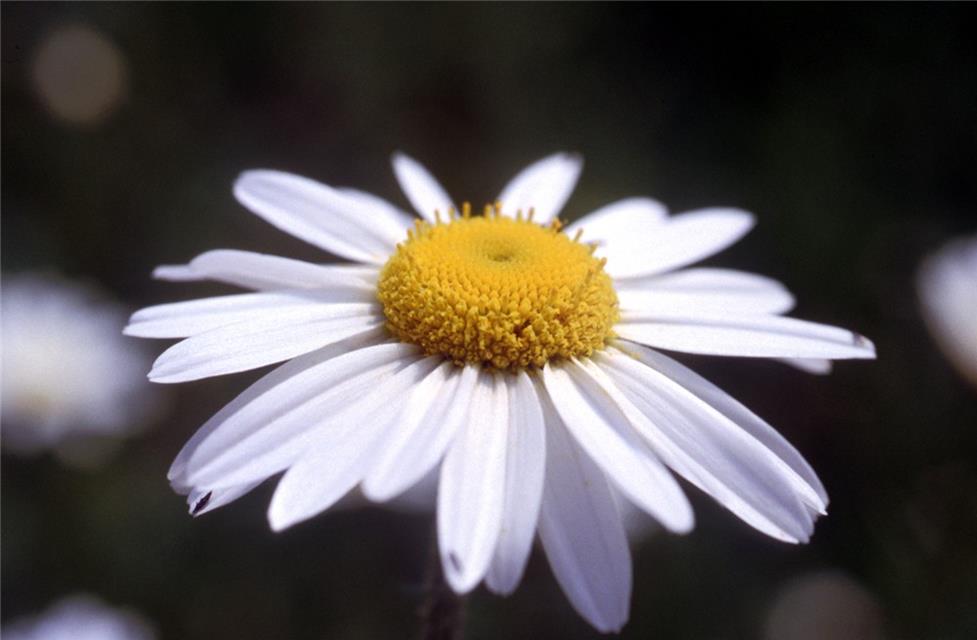 Macro Shot Of A Daisy jigsaw puzzle