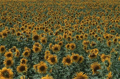 Sunflowers Army jigsaw puzzle