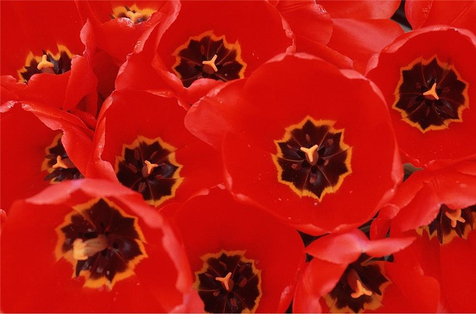 A Close Up Of Poppies jigsaw puzzle