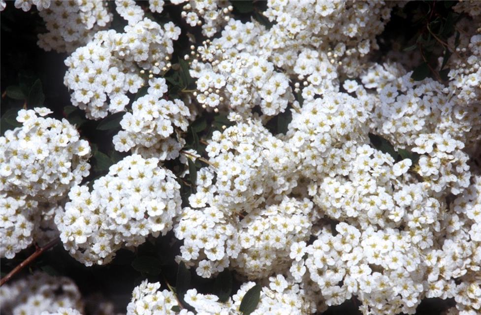 Alyssum jigsaw puzzle