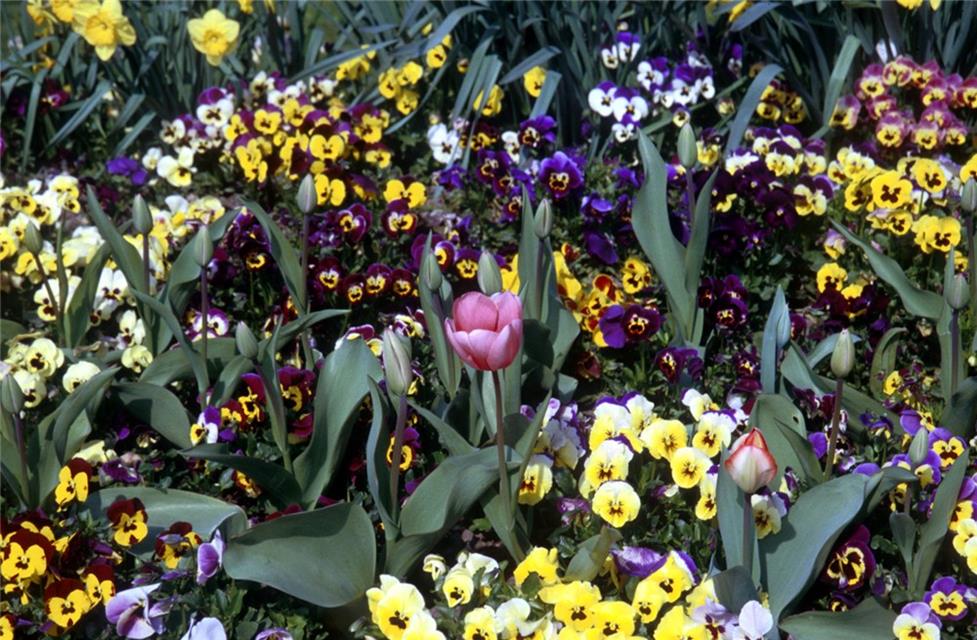 Single Purple Flower jigsaw puzzle