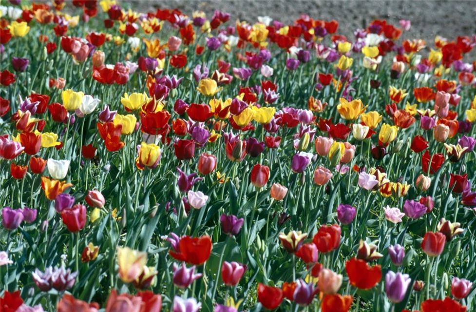 Tulipa Sprengeri jigsaw puzzle