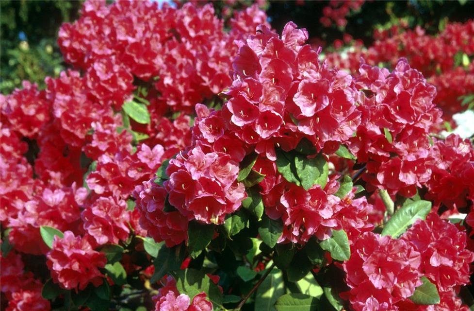 Red Hydrangea jigsaw puzzle