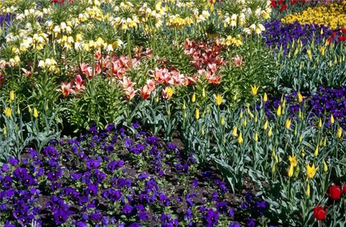 A Variety Of Flowers jigsaw puzzle