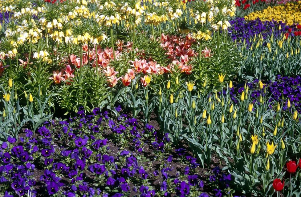 A Variety Of Flowers jigsaw puzzle