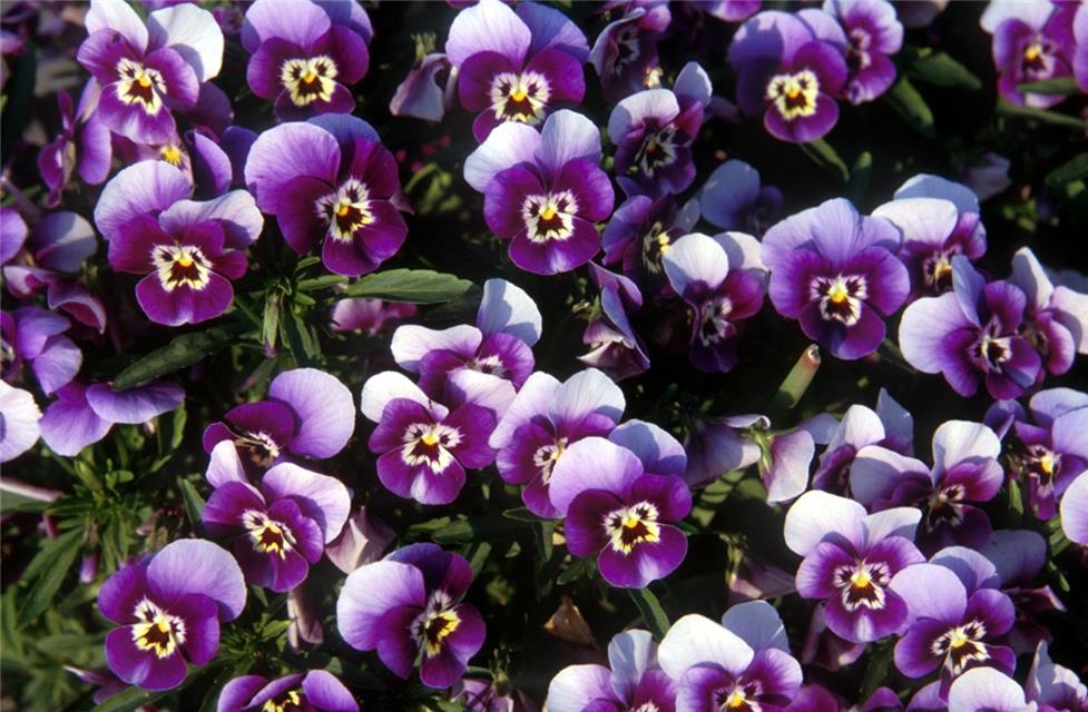 A Purple Pansy jigsaw puzzle