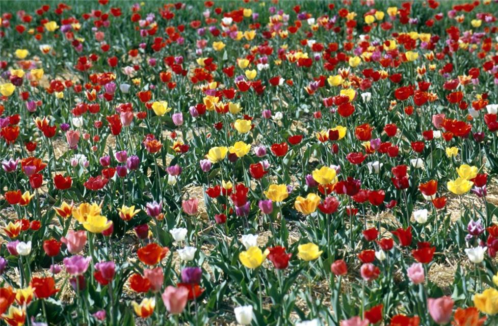 Tulipa Sprengeri jigsaw puzzle