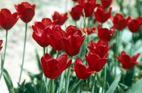 Red Poppies jigsaw puzzle