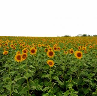 A Vast Lands Of Sunflowers jigsaw puzzle