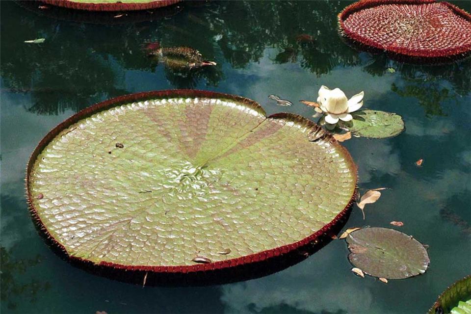 Victoria Amazonica jigsaw puzzle