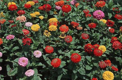 Flowers Garden jigsaw puzzle