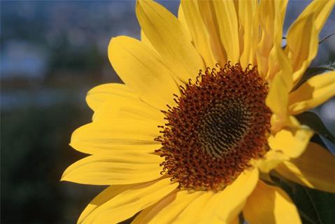 A Huge Sunflower jigsaw puzzle