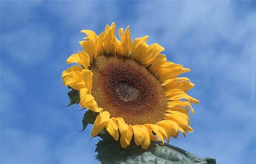 Sun Flower jigsaw puzzle