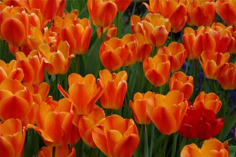 Tulipa Sprengeri jigsaw puzzle