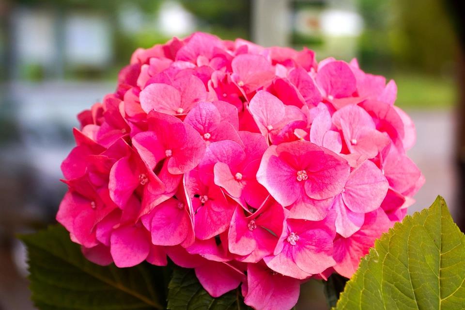 Hydrangea jigsaw puzzle