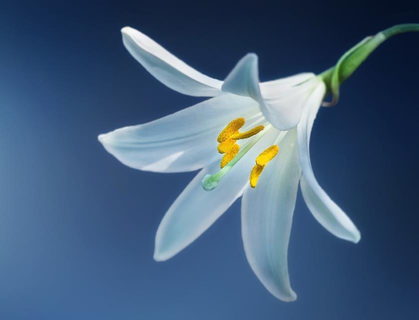 Lily Lilium Candidum jigsaw puzzle