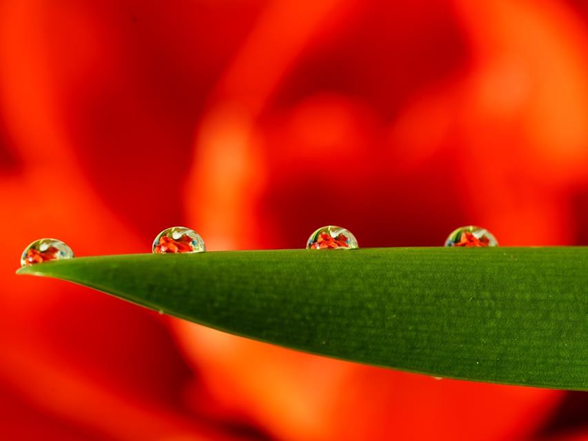 Morning Water Droplet On A Leaf And A Flower jigsaw puzzle