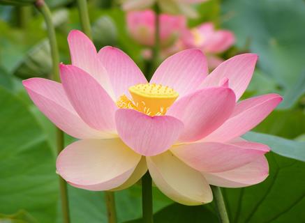 Nelumno Nucifera Open Flower jigsaw puzzle