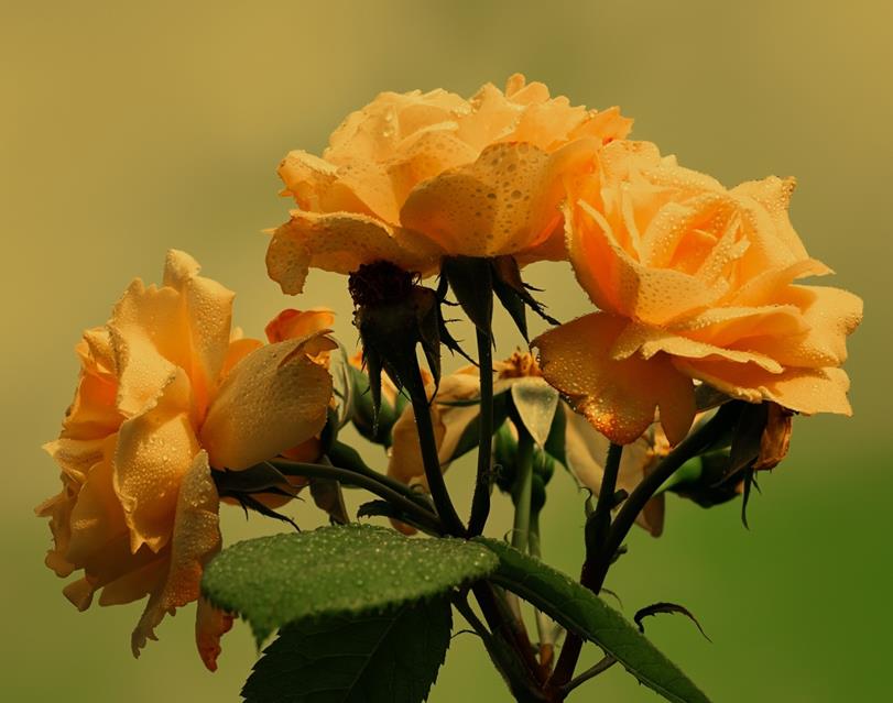 Orange Roses jigsaw puzzle
